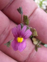 Nemesia denticulata
