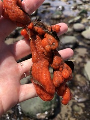 Metandrocarpa dura