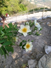 Rosa sericea morrisonensis