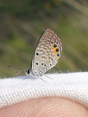 Freyeria trochylus