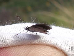 Freyeria trochylus
