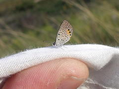 Freyeria trochylus