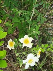 Rosa sericea morrisonensis