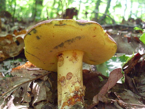 Boletus rubricitrinus image