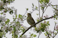 Turdus philomelos