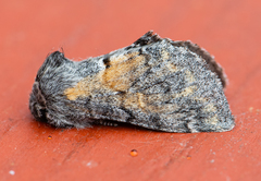 Gluphisia severa