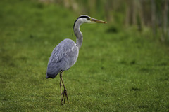Ardea cinerea