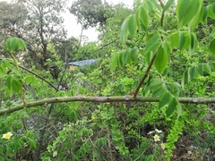 Rosa sericea morrisonensis