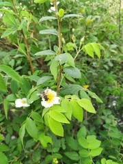 Rosa sericea morrisonensis
