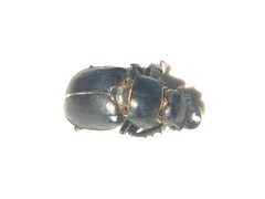 Lucanus placidus
