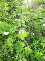 Rosa sericea morrisonensis