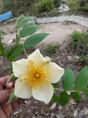 Rosa sericea morrisonensis