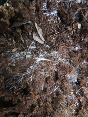 Glomeromycota