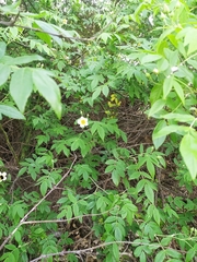 Rosa sericea morrisonensis