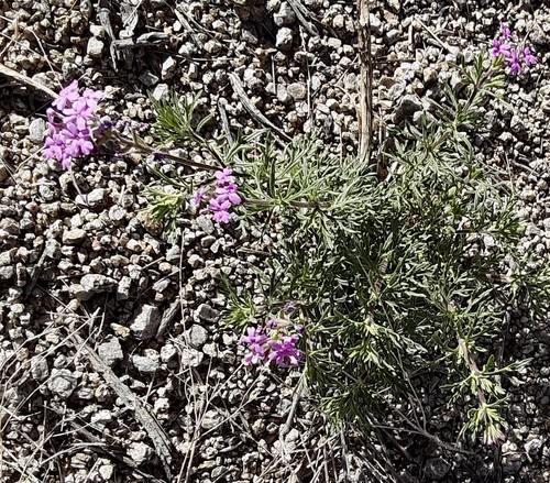 Image of Glandularia pubera by (c) bmasinton, some rights reserved (CC BY-SA)