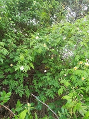 Rosa sericea morrisonensis