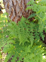 Histiopteris