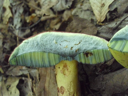 Boletus rubricitrinus image