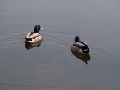 Anas platyrhynchos
