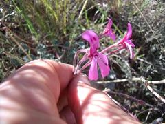 Pelargonium reniforme