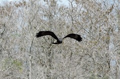 Rostrhamus sociabilis plumbeus
