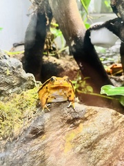 Dyscophus antongilii