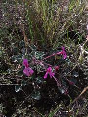 Pelargonium reniforme