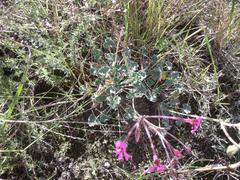Pelargonium reniforme