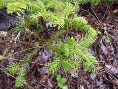Abies balsamea image