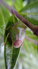 Palomena prasina