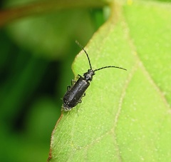 Autosilis nitidula
