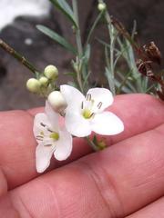 Gomphostigma virgatum