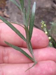 Gomphostigma virgatum