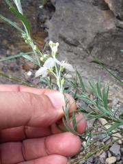 Gomphostigma virgatum