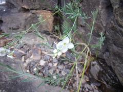 Gomphostigma virgatum