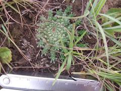 Anthacanthae