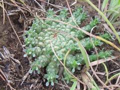 Anthacanthae