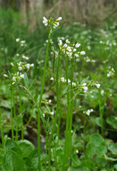 Cardamine occidentalis
