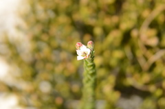 Adenandra odoratissima