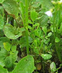 Cardamine occidentalis