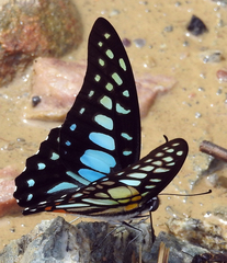 Graphium chironides
