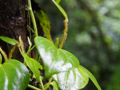 Peperomia urocarpoides