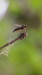 Empis nigritarsis