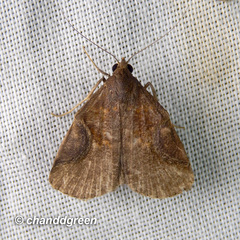 Hydrillodes abavalis