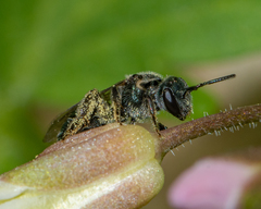 Lasioglossum coeruleum