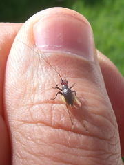 Trigonidium erythrocephalum