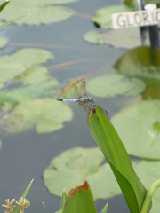 Pachydiplax longipennis