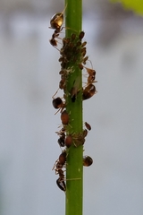 Prenolepis imparis