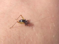 Trigonidium erythrocephalum