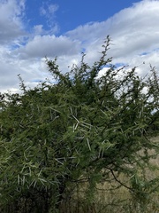 Vachellia karroo